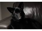 Adopt Hanna a Black German Shepherd Dog / Labrador Retriever / Mixed dog in