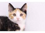 Adopt Quintessence a White Domestic Shorthair / Domestic Shorthair / Mixed cat