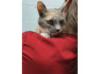 Adopt Sugar a Gray or Blue Domestic Shorthair / Domestic Shorthair / Mixed cat