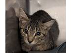 Adopt 53967992 a All Black Domestic Shorthair / Domestic Shorthair / Mixed cat