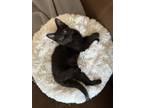 Adopt Miles a All Black Domestic Shorthair / Domestic Shorthair / Mixed cat in