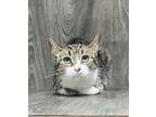 Adopt Apple a Brown Tabby Domestic Shorthair (short coat) cat in Benbrook