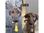 Adopt Daryl Puppy a Labrador Retriever / Mixed Breed (Medium) / Mixed dog in