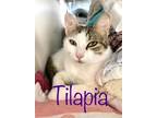 Adopt Tilapia a Domestic Shorthair / Mixed (short coat) cat in Rome
