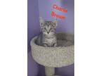 Adopt Charlie Brown a Domestic Shorthair (short coat) cat in Ferndale