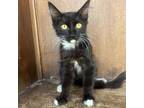 Adopt Captain Jack Sparrow a All Black Domestic Mediumhair / Mixed cat in