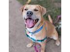 Adopt Damon a White - with Tan, Yellow or Fawn Pit Bull Terrier / Mixed dog in