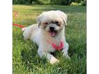 Adopt Friend Owl a White - with Tan, Yellow or Fawn Shih Tzu / Mixed dog in West