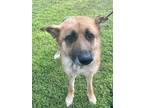 Adopt Balto a German Shepherd Dog / Mixed dog in Jackson, GA (38953093)
