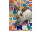 Adopt Wimbledon a White Dwarf (short coat) rabbit in Williston, FL (38955312)