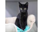 Adopt Carter a All Black Domestic Shorthair / Domestic Shorthair / Mixed cat in