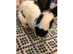 Adopt Snoopy a Black English Spot / Mixed (short coat) rabbit in Edina