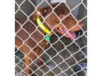Adopt HAPPY a Red/Golden/Orange/Chestnut Mixed Breed (Medium) / Mixed dog in