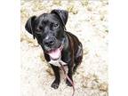 Adopt Bennie a Black - with White Boxer / Labrador Retriever / Mixed dog in