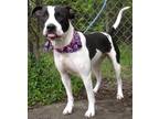 Adopt Candy a Black Mixed Breed (Large) / Mixed dog in Jeffersonville