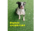 Adopt Daphne-Stray a Black American Pit Bull Terrier / Mixed dog in Wilkes