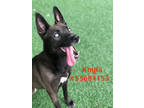 Adopt Knyla a Black Husky / Mixed dog in Wilkes Barre, PA (38957400)
