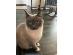 Adopt Sophie bonded w Charlie a Gray or Blue Siamese / Domestic Shorthair /