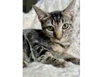 Adopt Felix a Brown Tabby Domestic Shorthair (short coat) cat in Greensboro