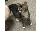 Adopt Cherrio a All Black Domestic Shorthair / Domestic Shorthair / Mixed cat in