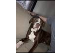 Adopt Buddy a Red/Golden/Orange/Chestnut - with White American Pit Bull Terrier