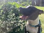Adopt Tommy a Black - with White American Pit Bull Terrier / Mixed dog in Camp