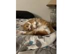 Adopt Little Cat a Orange or Red Tabby Tabby / Mixed cat in Clayton
