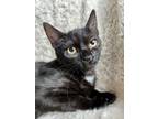 Adopt Ajax a Black & White or Tuxedo Domestic Shorthair (short coat) cat in