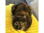 Adopt Mocha a Tortoiseshell Domestic Shorthair (short coat) cat in Toronto
