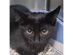 Adopt Herbert a All Black Domestic Shorthair / Domestic Shorthair / Mixed cat in