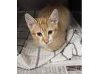 Adopt 53960437 a Orange or Red Domestic Shorthair / Domestic Shorthair / Mixed
