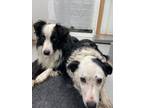 Adopt Gipsy a Black Border Collie / Mixed dog in Driggs, ID (38957012)