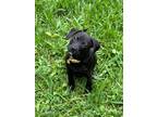 Adopt Terra IN FOSTER a Black Terrier (Unknown Type, Small) / Mixed dog in New