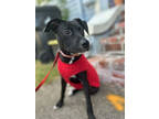 Adopt Saturn IN FOSTER a Black Terrier (Unknown Type, Small) / Mixed dog in New