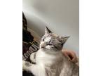 Adopt Noodles a Calico or Dilute Calico American Shorthair / Mixed (short coat)