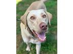 Adopt Chip a Tan/Yellow/Fawn Labrador Retriever / Mixed dog in Portland