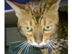 Adopt Royal a Spotted Tabby/Leopard Spotted Bengal (short coat) cat in Dallas