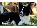 Adopt Hannah a Black - with White Australian Shepherd / Mixed dog in Woodbridge