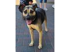 Adopt ANGEL a Black - with Tan, Yellow or Fawn German Shepherd Dog / Mixed dog