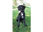 Adopt Ruthie a Black - with White Labrador Retriever / Bernese Mountain Dog /
