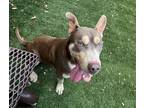 Adopt Axel a Brown/Chocolate American Pit Bull Terrier / Husky / Mixed dog in