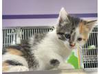 Adopt Hei-Hei a White Domestic Shorthair / Domestic Shorthair / Mixed cat in