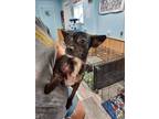 Adopt Bandit a Black - with Brown, Red, Golden, Orange or Chestnut Jack Russell