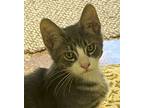 Adopt Boots a Gray, Blue or Silver Tabby Domestic Shorthair (short coat) cat in