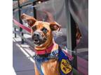 Adopt Little Bit a Tan/Yellow/Fawn Boxer / Mixed dog in Washington