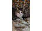 Adopt Lilith a Gray or Blue Domestic Longhair / Domestic Shorthair / Mixed cat