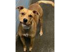 Adopt Max a Brown/Chocolate American Pit Bull Terrier / Mixed dog in Owensboro