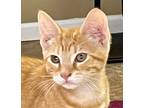 Adopt Squeaky a Orange or Red Tabby Domestic Shorthair (short coat) cat in