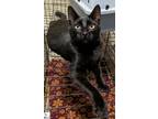 Adopt Bush Baby a All Black Domestic Shorthair / Domestic Shorthair / Mixed cat