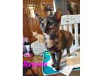 Adopt Reese a Tortoiseshell Domestic Shorthair (short coat) cat in Mount